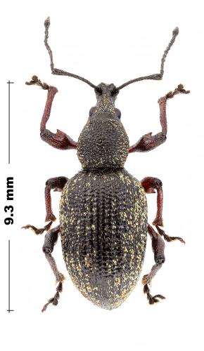 Otiorhynchus sp.